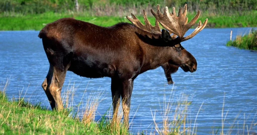 The Role of Wildlife Conservation in Moose Safety