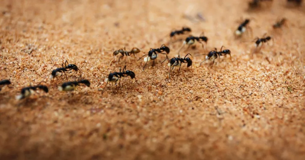 Tips to keep ants away