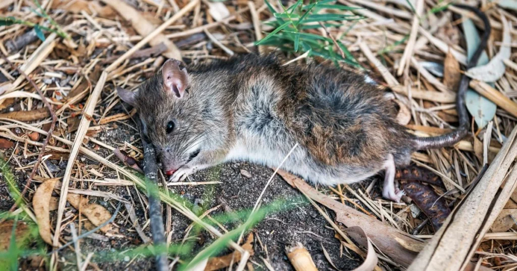 Understanding Dead Rodent Removal