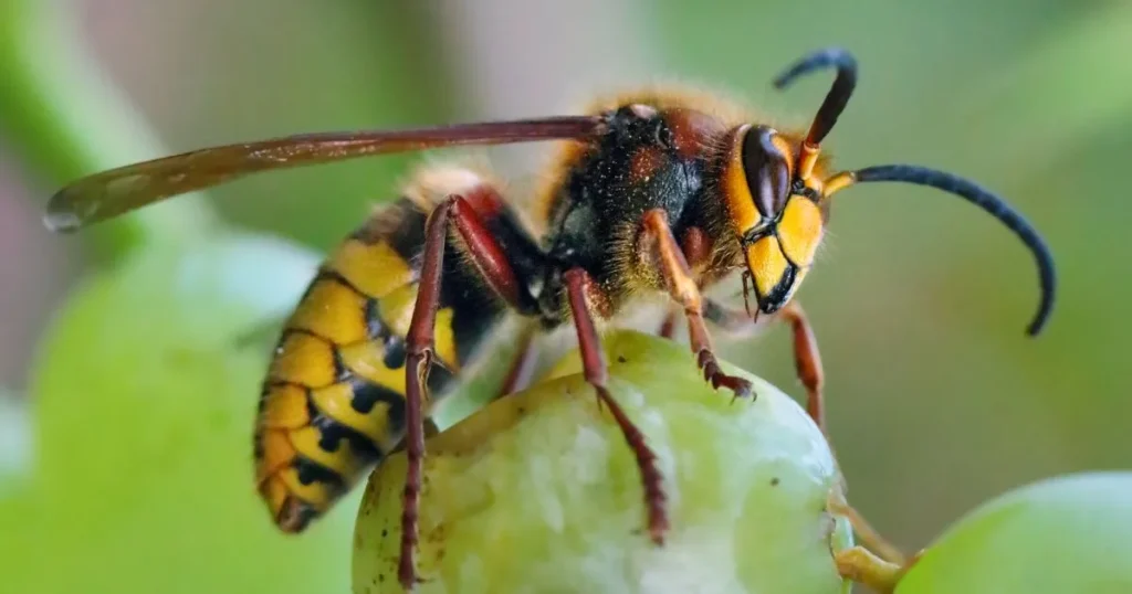 Understanding wasps