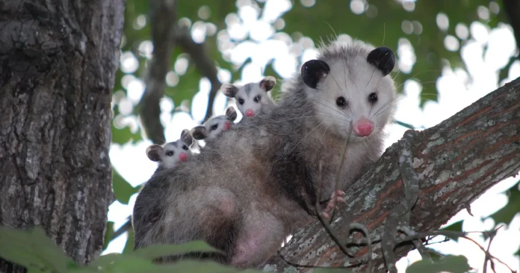Understanding Opossum Sightings in Daylight