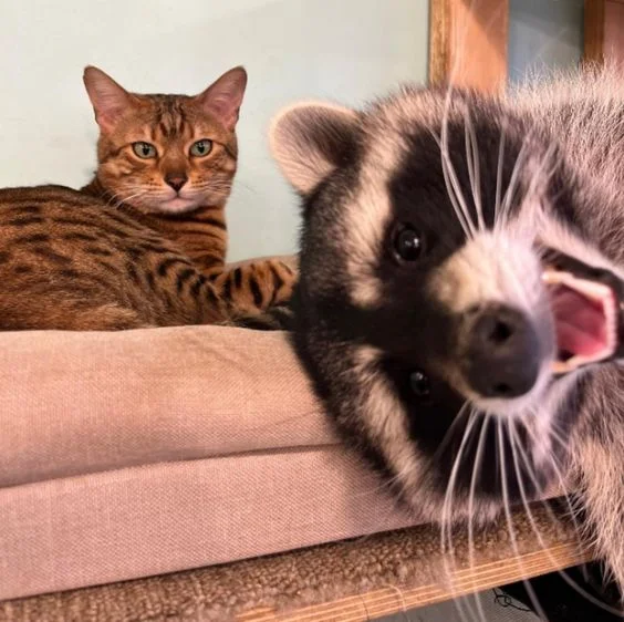 Cats and raccoons