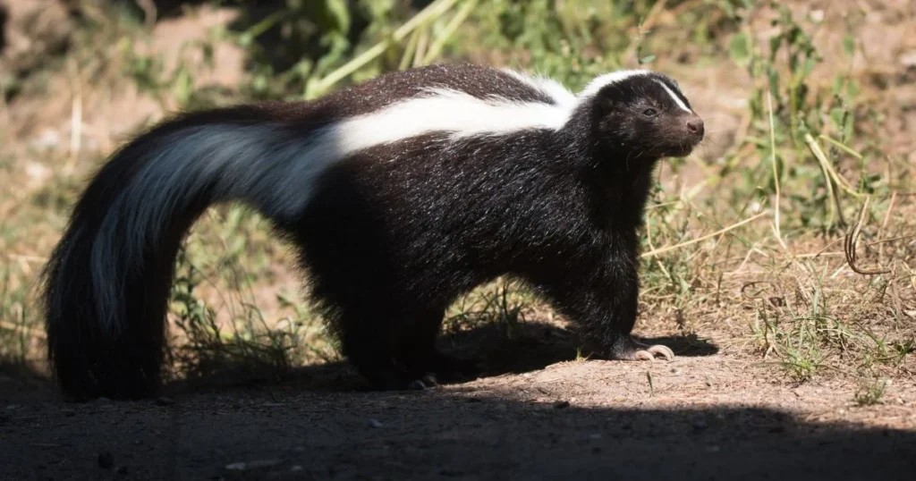 What to Do If You Encounter a Skunk with Rabies