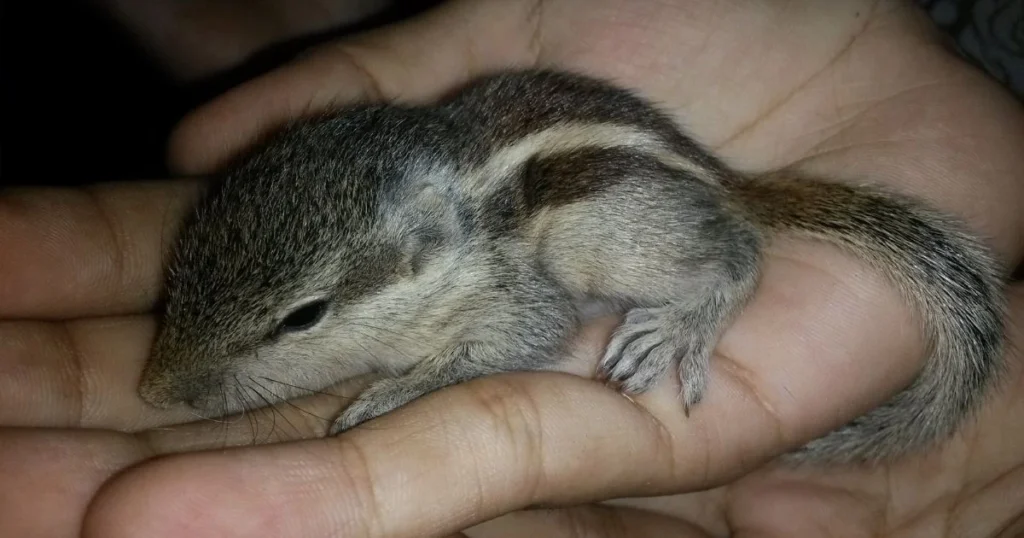 baby squirrel just born