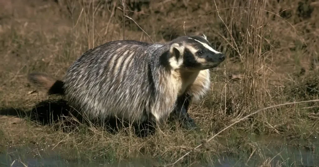 are badgers dangerous, how to get rid of badgers, how to get rid of a badger