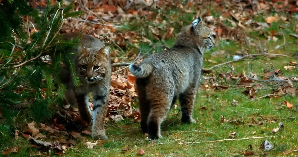 how to keep bobcats away from property, bobcat removal