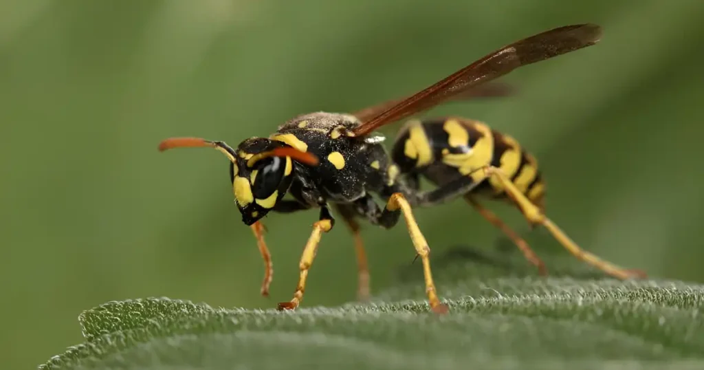 do wasp attack for no reason, do wasps sense fear, will wasps attack you for no reason