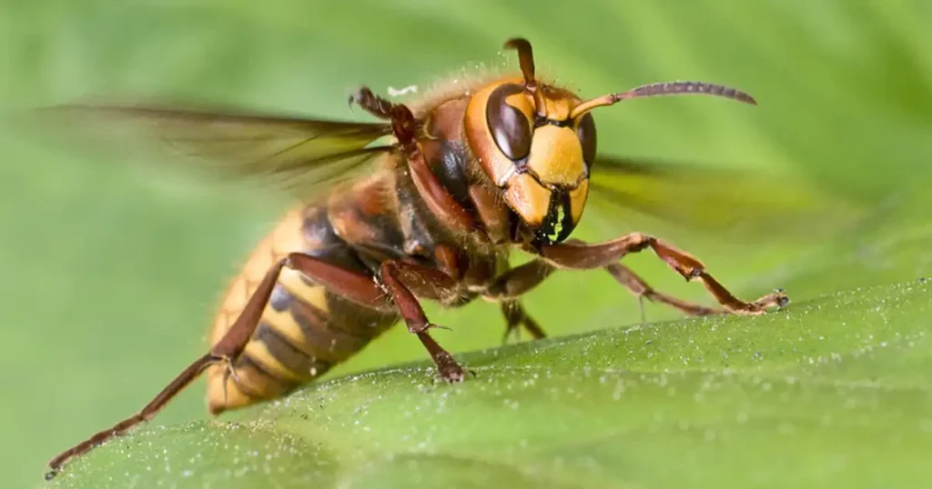does wasp and hornet spray kill yellow jackets