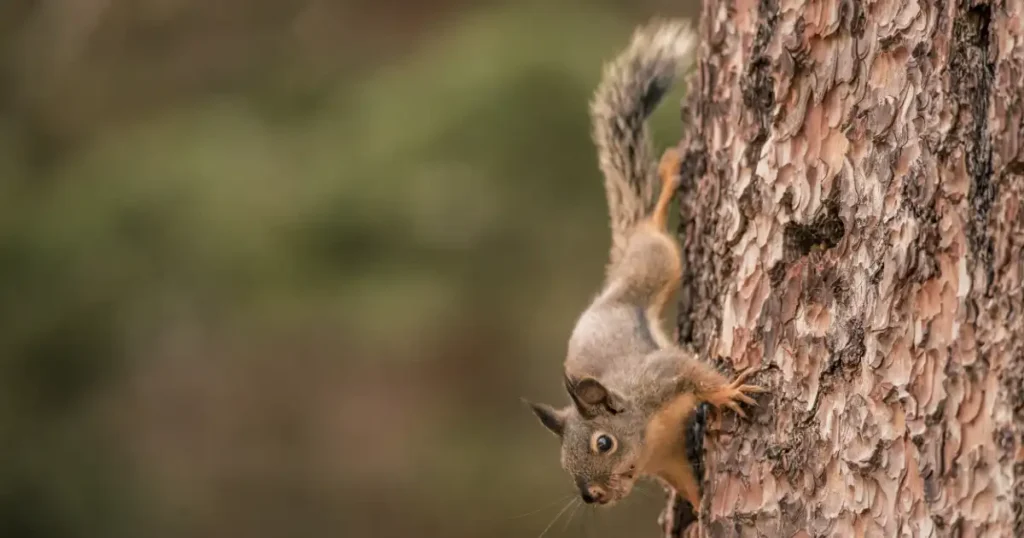 how can squirrels climb trees