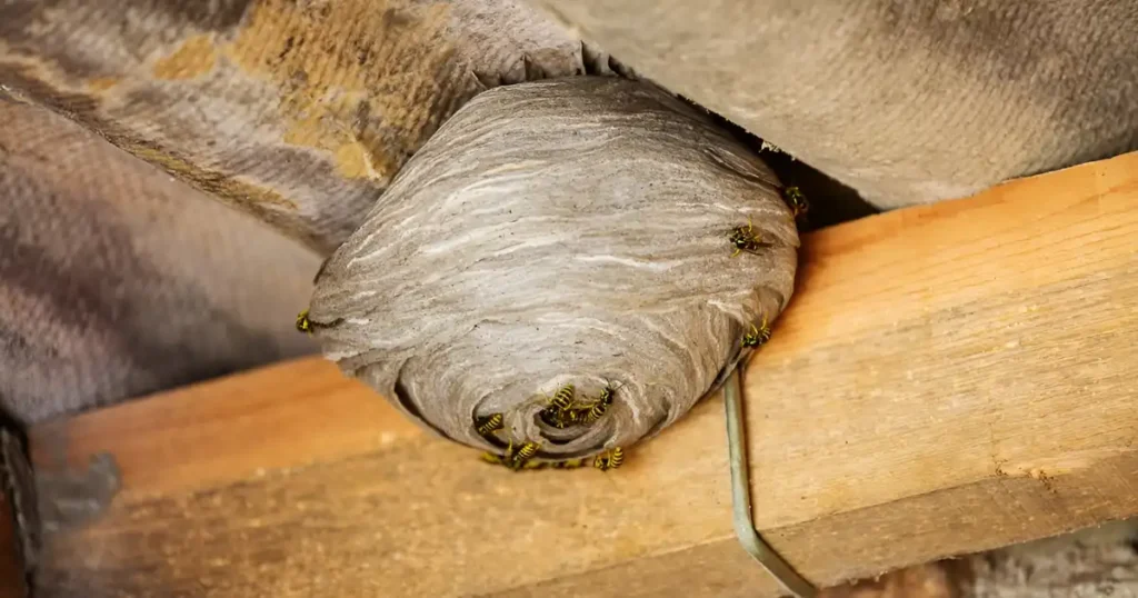wasp nest removal cost, how much to remove wasp nest, how much does it cost to remove a wasp nest