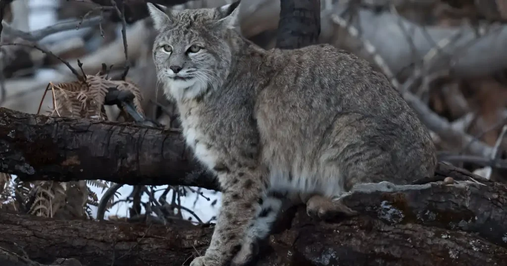how to keep bobcats away from property, how to keep bobcats away, how to get rid of a bobcat