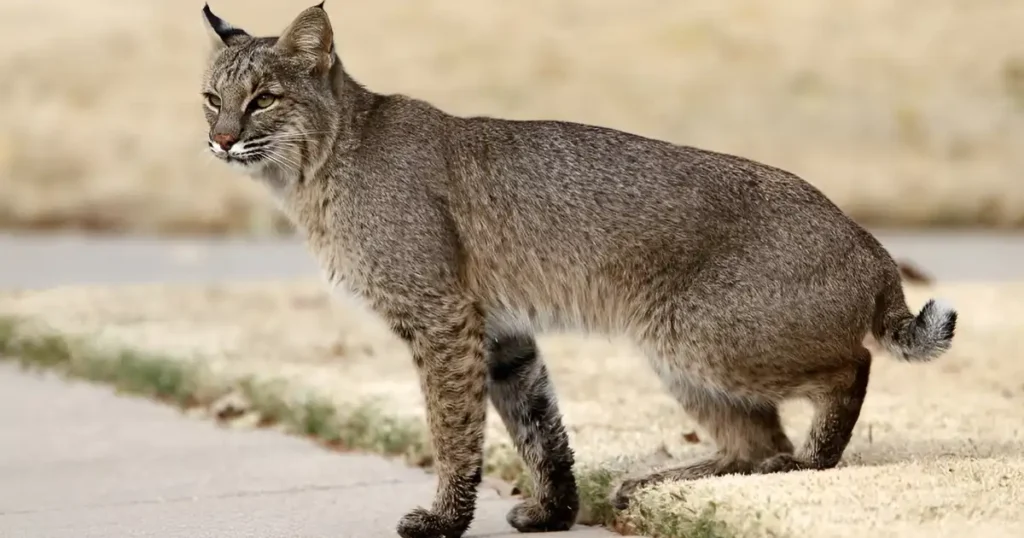 how to keep bobcats away from property, how to deter bobcats, how to scare a bobcat
