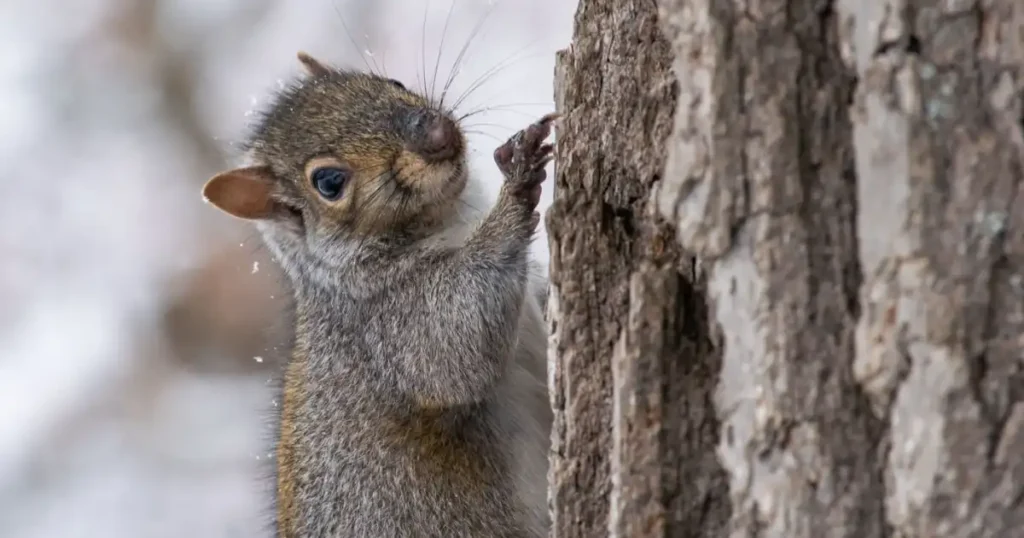 how to prevent squirrels from climbing trees