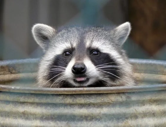 how to stop raccoons from getting into trash 