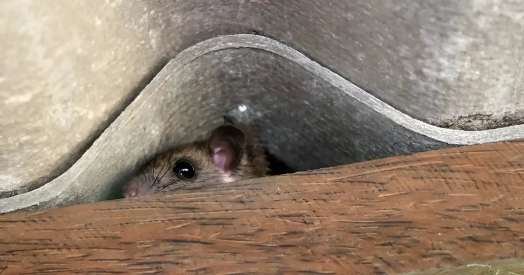 get rid of mice in crawl space, mice in unfinished basement, how to get rid of mice in crawl space under house