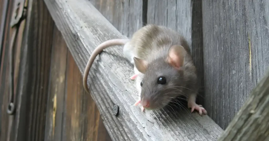 when to call exterminator for mice, should i call an exterminator for mice