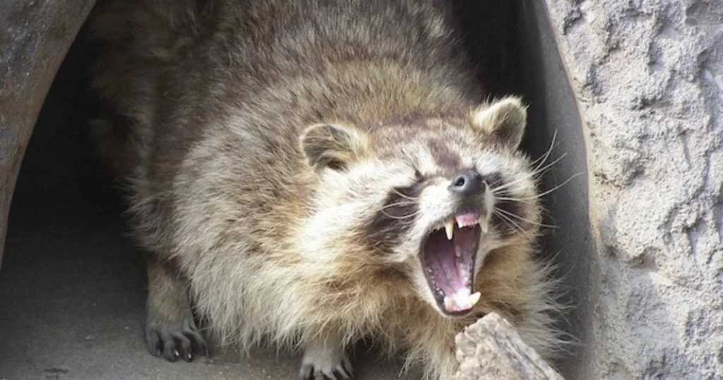 raccoons out during the day have rabies
