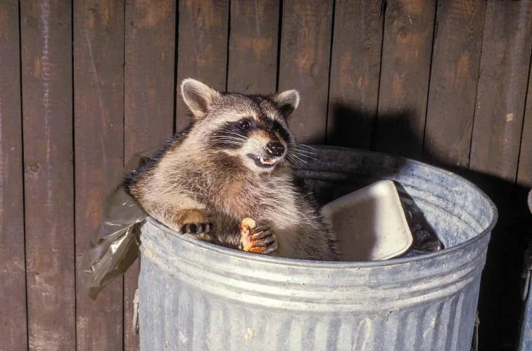 raccoons trash cans