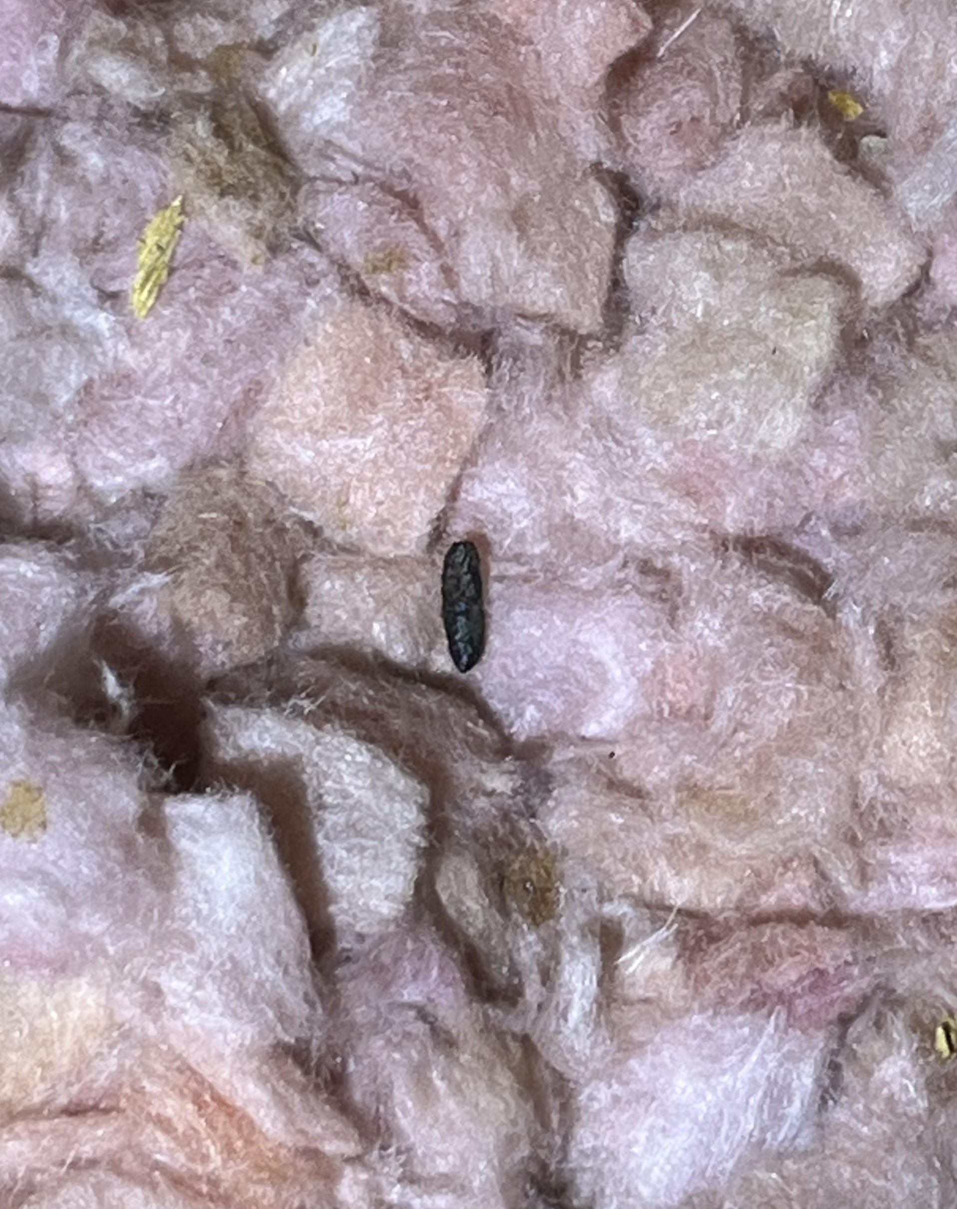 What Do Rat Droppings Look Like? A Clear Guide Critter Stop