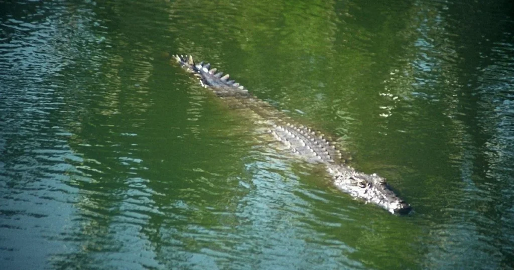 saltwater crocodile 1