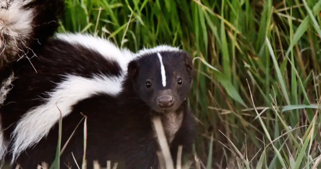 skunk attack