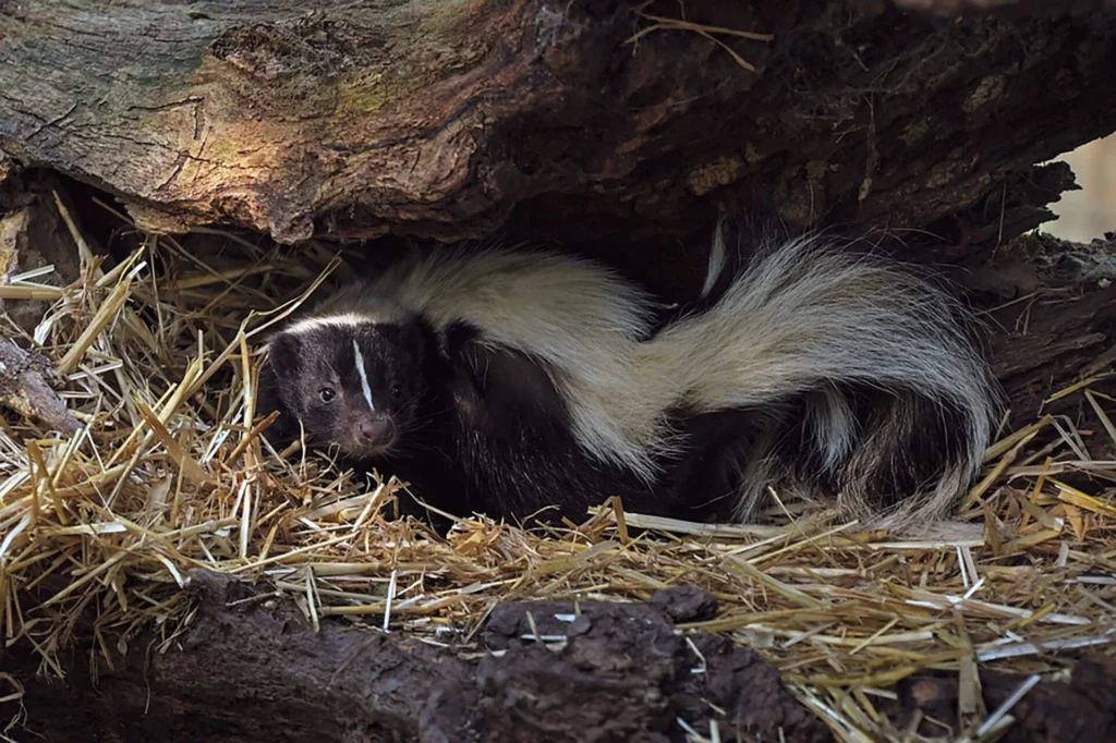 skunk like smell in house