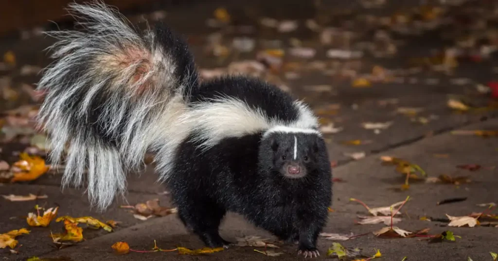 skunk out in daytime