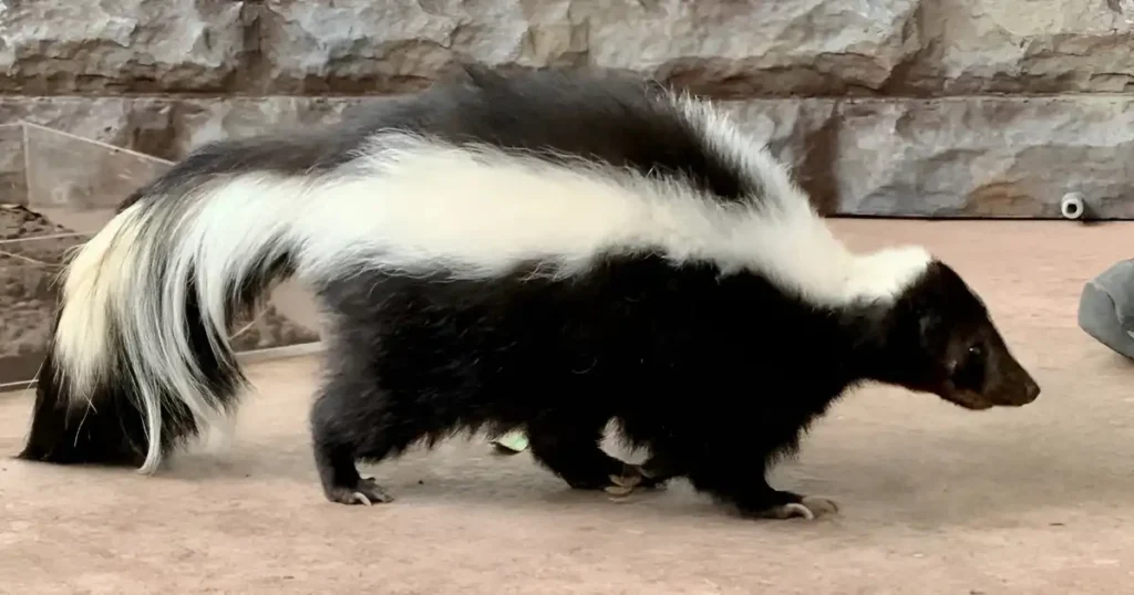 skunk noises and meaning, skunk screaming sound