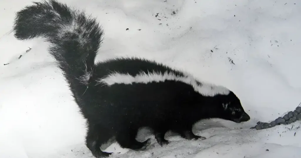 skunk footprints in snow, what do skunk tracks look like