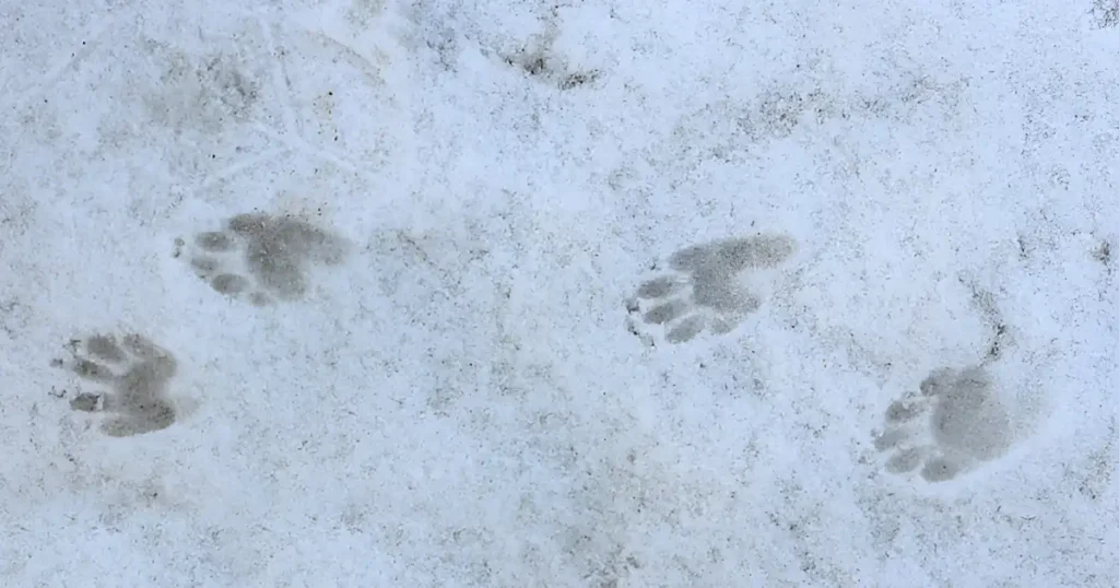 skunk track, skunk prints in snow