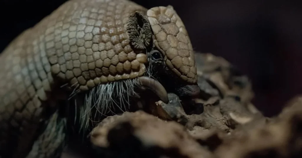 southern three banded armadillo Conservation status
