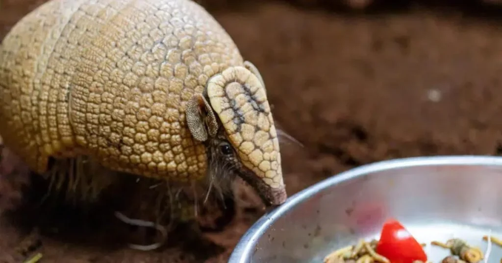 southern three-banded armadillo diet
