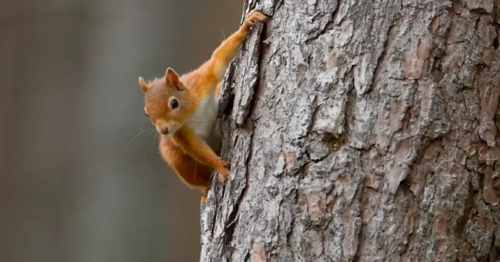 squirrels climbing trees