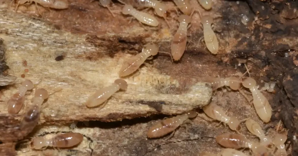 termite nymp, termite larve, termite nymphs