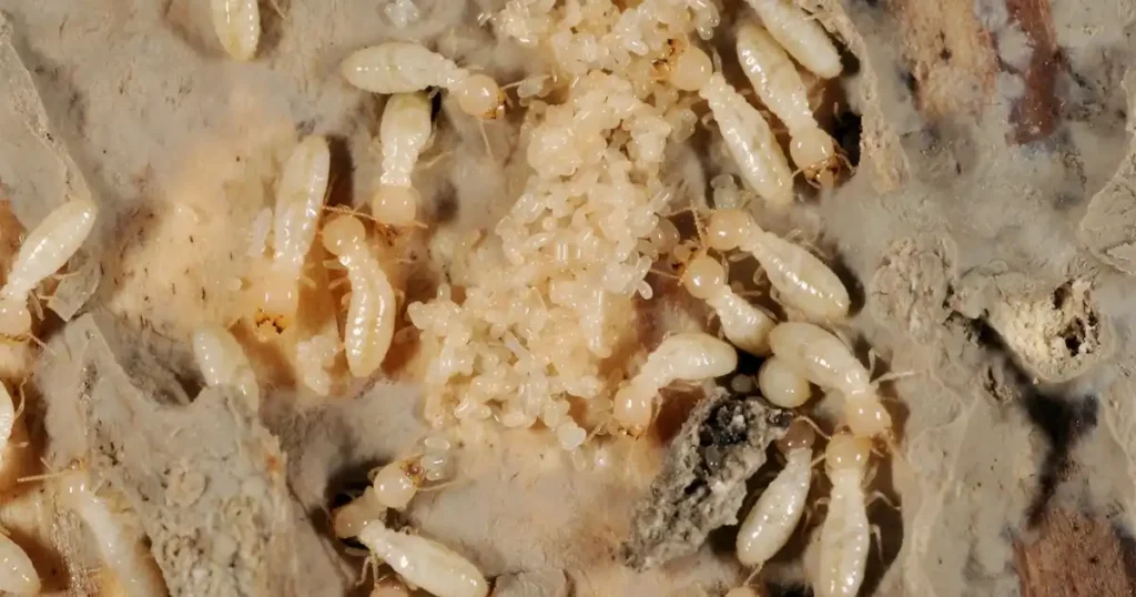 termite nymph, termite larve, termite nymphs