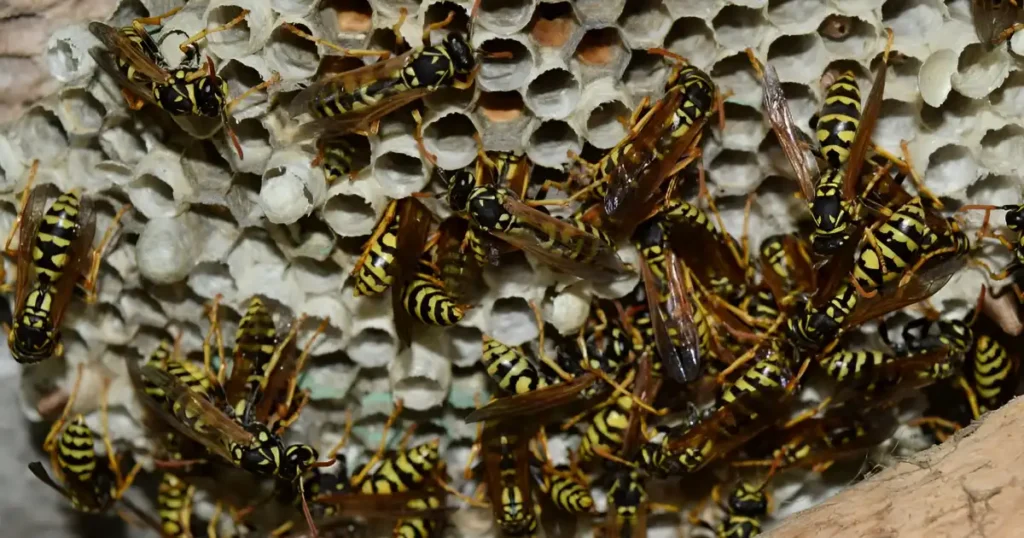 how much to remove a wasp nest, how much does wasp removal cost, how much to get rid of wasp nest