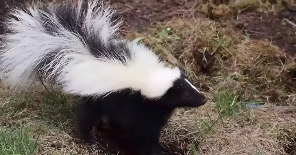 sound of a skunk, skunk mating sounds