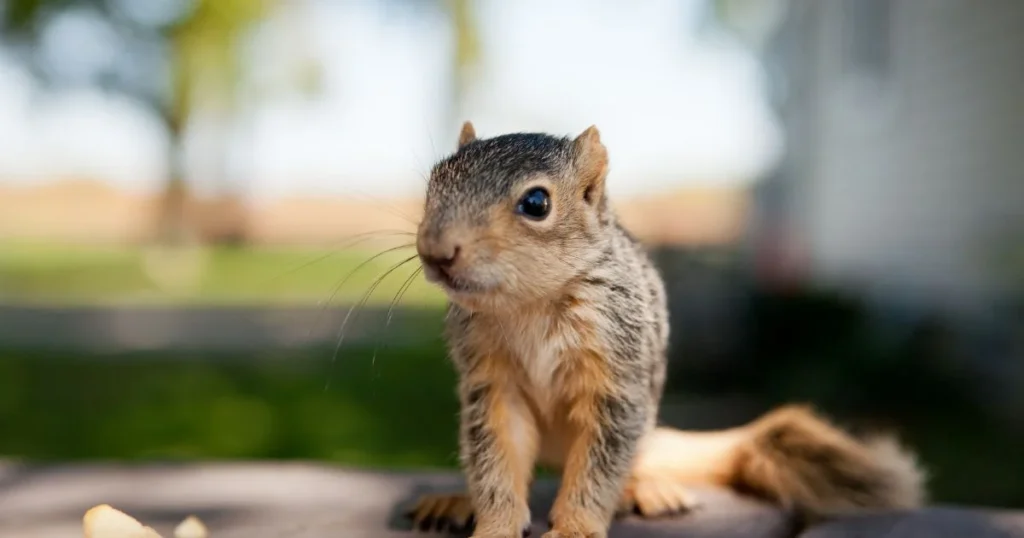what sound do baby squirrels make