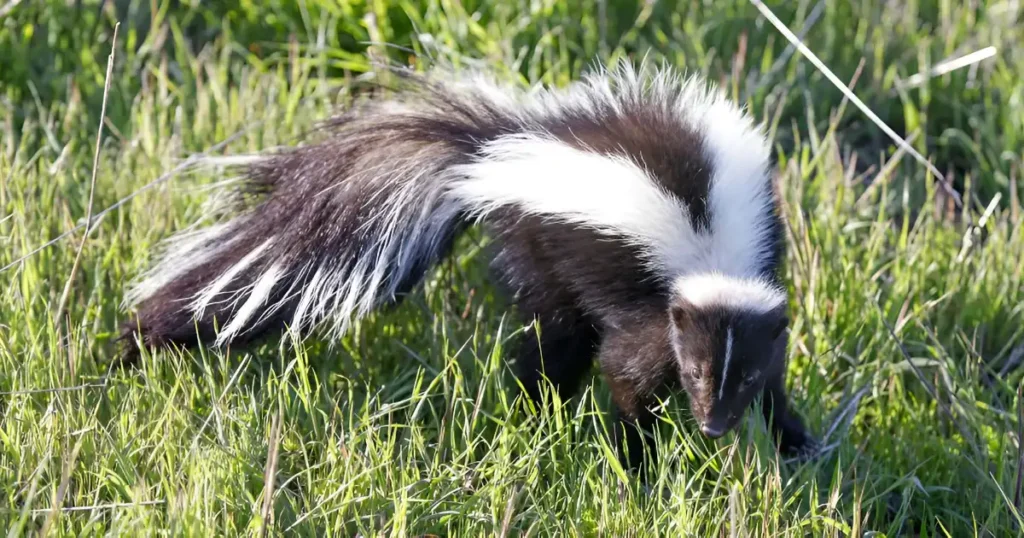 what sound does a skunk make, what noise does a skunk make