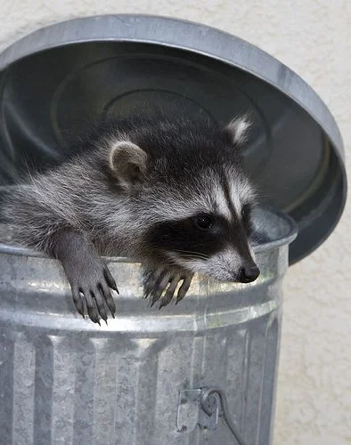 why do raccoons like trash
