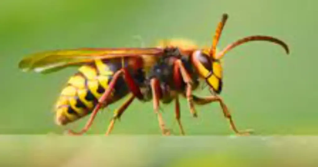 will wasp and hornet spray kill yellow jackets