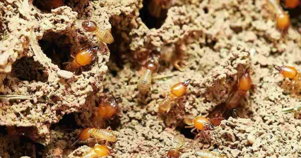 best product for termites