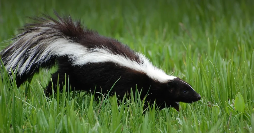what does skunk taste like