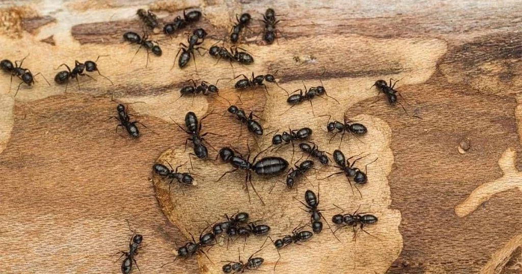 carpenter ants treatment cost