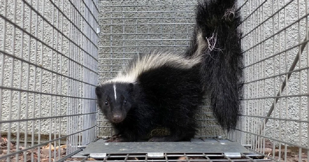 how to release a skunk from a trap