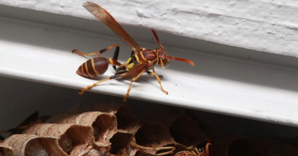 wasp in house what to do
