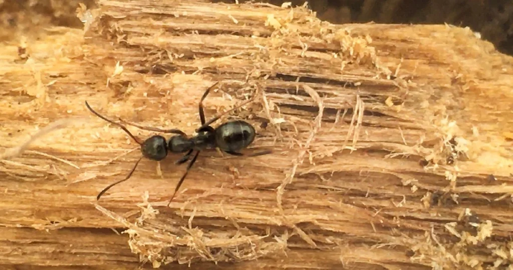cost of carpenter ant treatment