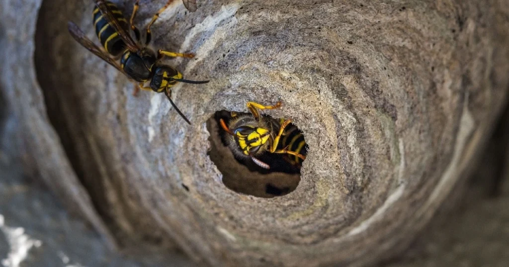 How Much Does Wasp Nest Removal Cost: Average Prices and Factors to