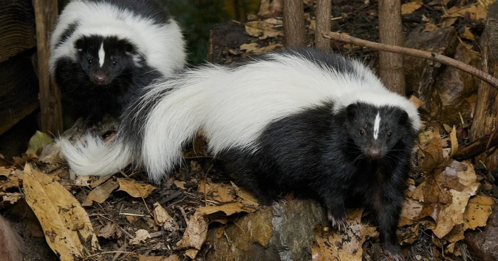 what to do with a trapped skunk