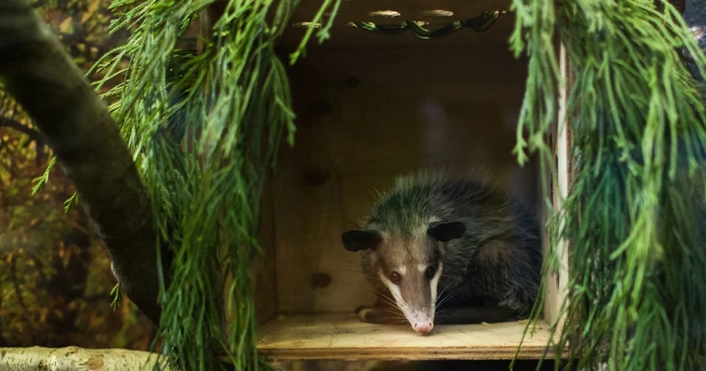 opossum life expectancy in captivity